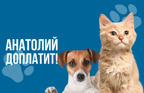 🔥Анатолий доплатит! Кастрация, стерилизация от 60р, вакцинация, обрезка когтей, чистка зубов от 8р в "ВеТеТа клиник"